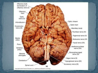 Pelvis, cabeza y cuello