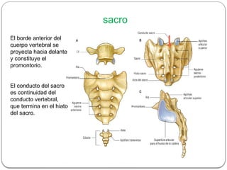 Pelvis_Completa[1].pptx anatomía de la pelvis | PPTX