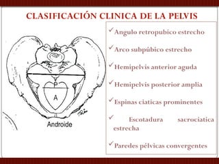 Pelvis_Completa[1].pptx anatomía de la pelvis | PPTX