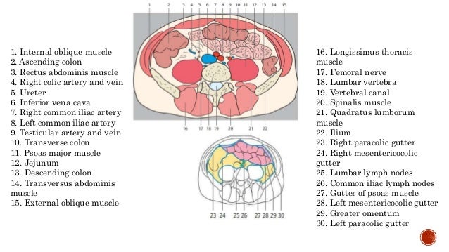 Abdomen Mistryland