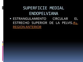SUPERFICIE MEDIAL
ENDOPELVIANA
 ESTRANGULAMIENTO CIRCULAR EL
ESTRECHO SUPERIOR DE LA PELVIS.#4.
REGION ANTERIOR
 