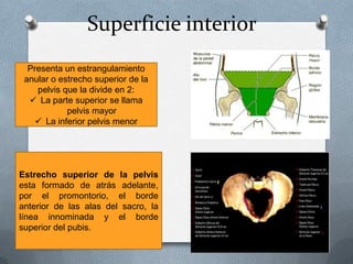 Superficie interior
  Presenta un estrangulamiento
 anular o estrecho superior de la
    pelvis que la divide en 2:
   La parte superior se llama
            pelvis mayor
     La inferior pelvis menor




Estrecho superior de la pelvis
esta formado de atrás adelante,
por el promontorio, el borde
anterior de las alas del sacro, la
línea innominada y el borde
superior del pubis.
 