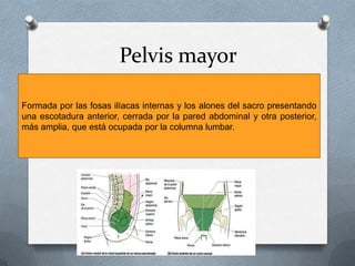 Pelvis mayor

Formada por las fosas ilíacas internas y los alones del sacro presentando
una escotadura anterior, cerrada por la pared abdominal y otra posterior,
más amplia, que está ocupada por la columna lumbar.
 