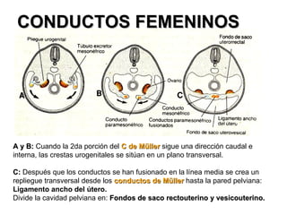 CONDUCTOS FEMENINOS A y B:  Cuando la 2da porción del  C de Müller   sigue una dirección caudal e interna, las crestas urogenitales se sitúan en un plano transversal. C:  Después que los conductos se han fusionado en la línea media se crea un repliegue transversal desde los  conductos de Müller   hasta la pared pelviana:  Ligamento ancho del útero. Divide la cavidad pelviana en:  Fondos de saco rectouterino y vesicouterino. 