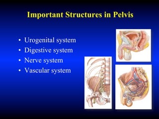 Important Structures in Pelvis
• Urogenital system
• Digestive system
• Nerve system
• Vascular system
 
