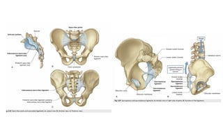 Pelvis fracture, classification and management | PPTX
