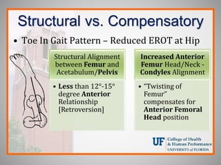 Structural vs. Compensatory
• Toe In Gait Pattern – Reduced EROT at Hip
Structural Alignment
between Femur and
Acetabulum/Pelvis
• Less than 12°-15°
degree Anterior
Relationship
[Retroversion]
Increased Anterior
Femur Head/Neck -
Condyles Alignment
• “Twisting of
Femur”
compensates for
Anterior Femoral
Head position
 