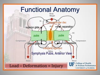 Functional Anatomy
Load – Deformation = Injury
 
