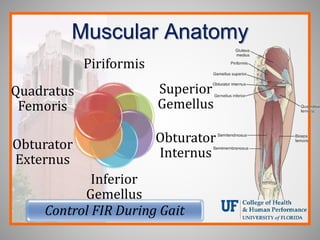Muscular Anatomy
Piriformis
Superior
Gemellus
Obturator
Internus
Inferior
Gemellus
Obturator
Externus
Quadratus
Femoris
Control FIR During Gait
 