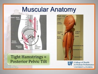 Muscular Anatomy
Tight Hamstrings =
Posterior Pelvic Tilt
 
