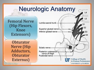 Neurologic Anatomy
Femoral Nerve
(Hip Flexors,
Knee
Extensors)
Obturator
Nerve (Hip
Adductors,
Obturator
Externus)
 