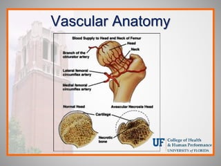 Vascular Anatomy
 