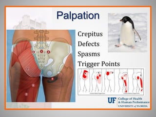 Palpation
• Crepitus
• Defects
• Spasms
• Trigger Points
 