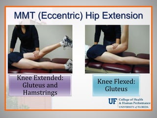 MMT (Eccentric) Hip Extension
Knee Extended:
Gluteus and
Hamstrings
Knee Flexed:
Gluteus
 