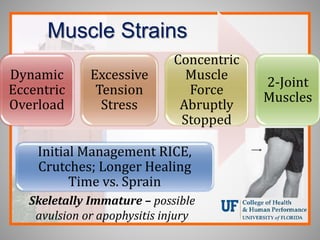 Muscle Strains
Dynamic
Eccentric
Overload
Excessive
Tension
Stress
Concentric
Muscle
Force
Abruptly
Stopped
2-Joint
Muscles
Initial Management RICE,
Crutches; Longer Healing
Time vs. Sprain
Skeletally Immature – possible
avulsion or apophysitis injury
 
