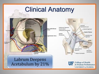 Clinical Anatomy
Labrum Deepens
Acetabulum by 21%
 