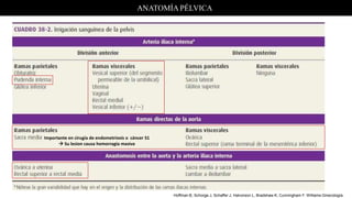 ANATOMÍA PÉLVICA
Hoffman B, Schorge J, Schaffer J, Halvorson L, Bradshaw K, Cunningham F. Williams Ginecología.
Importante en cirugía de endometriosis o cáncer S1
 Su lesion causa hemorragia masiva
 