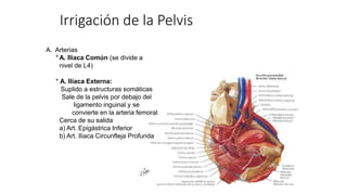 Irrigación de la Pelvis
A. Arterias
* A. Iliaca Común (se divide a
nivel de L4)
* A. Iliaca Externa:
Suplido a estructuras somáticas
Sale de la pelvis por debajo del
ligamento inguinal y se
convierte en la arteria femoral
Cerca de su salida
a) Art. Epigástrica Inferior
b) Art. Iliaca Circunfleja Profunda
 