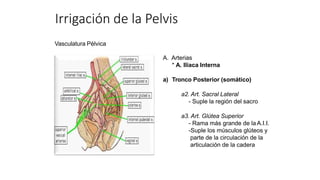 Vasculatura Pélvica
A. Arterias
* A. Iliaca Interna
a) Tronco Posterior (somático)
a2. Art. Sacral Lateral
- Suple la región del sacro
a3. Art. Glútea Superior
- Rama más grande de la A.I.I.
-Suple los músculos glúteos y
parte de la circulación de la
articulación de la cadera
Irrigación de la Pelvis
 