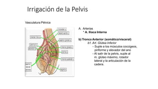 Vasculatura Pélvica
A. Arterias
* A. Iliaca Interna
b) Tronco Anterior (somático/visceral)
b1. Art. Glútea Inferior
- Suple a los músculos coccigeos,
piriforme y elevador del ano
- Al salir de la pelvis, suple al
m. glúteo máximo, rotador
lateral y la articulación de la
cadera.
Irrigación de la Pelvis
 