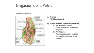 Vasculatura Pélvica
A. Arterias
* A. Iliaca Interna
b) Tronco Anterior (somático/visceral)
b3. Art. Pudenda Interna
Suple estructuras somáticas
del periné
b4. Art. Vaginal
Ramas ocasionales (suplido
principal proviene de la art.
uterina)
Irrigación de la Pelvis
 