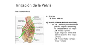 Vasculatura Pélvica
A. Arterias
* A. Iliaca Interna
b) Tronco Anterior (somático/visceral)
b5. Art. Umbilical (mantiene lumen
por una pequeña distancia y
da una/dos ramas a la vejiga
Art. Vesical Superior
Suple pequeñas ramas a la
porción superior de la vejiga
urinaria
Art. Vesical Media (variable /
fondo vesical)
Irrigación de la Pelvis
 