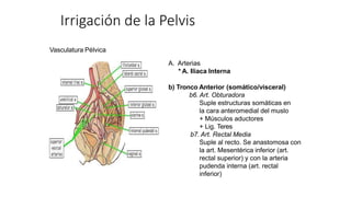 Vasculatura Pélvica
A. Arterias
* A. Iliaca Interna
b) Tronco Anterior (somático/visceral)
b6. Art. Obturadora
Suple estructuras somáticas en
la cara anteromedial del muslo
+ Músculos aductores
+ Lig. Teres
b7. Art. Rectal Media
Suple al recto. Se anastomosa con
la art. Mesentérica inferior (art.
rectal superior) y con la arteria
pudenda interna (art. rectal
inferior)
Irrigación de la Pelvis
 