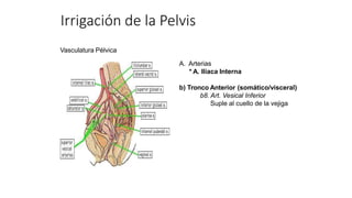 Vasculatura Pélvica
A. Arterias
* A. Iliaca Interna
b) Tronco Anterior (somático/visceral)
b8. Art. Vesical Inferior
Suple al cuello de la vejiga
Irrigación de la Pelvis
 