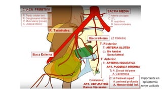 Importante en
episiotomía
tener cuidado
 