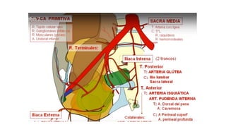 pelvis mi parte.pptx