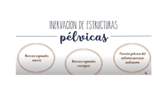pelvis mi parte.pptx
