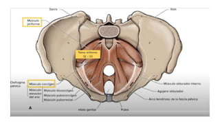 pelvis mi parte.pptx