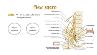 pelvis mi parte.pptx