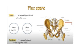 pelvis mi parte.pptx