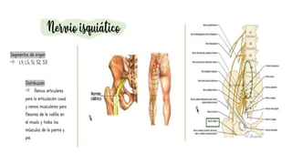 pelvis mi parte.pptx