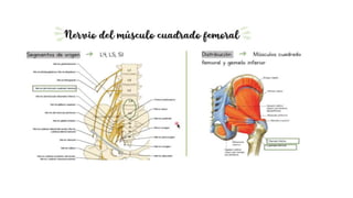 pelvis mi parte.pptx