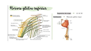 pelvis mi parte.pptx