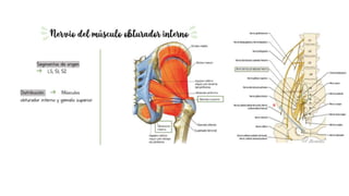 pelvis mi parte.pptx