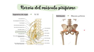 pelvis mi parte.pptx