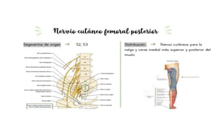 pelvis mi parte.pptx