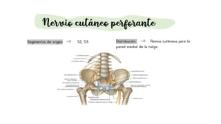 pelvis mi parte.pptx