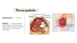 pelvis mi parte.pptx