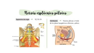 pelvis mi parte.pptx