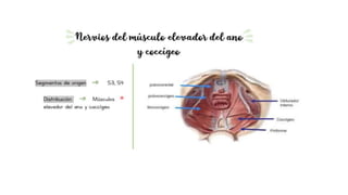 pelvis mi parte.pptx