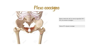 pelvis mi parte.pptx