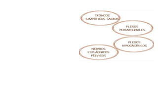 pelvis mi parte.pptx