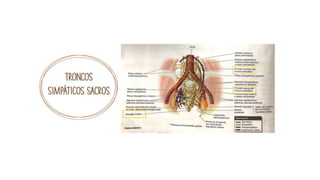 pelvis mi parte.pptx