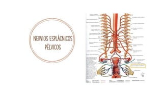 pelvis mi parte.pptx