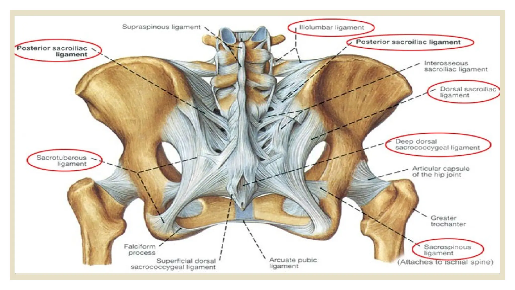 Anatomy of human pelvis in relation with obg | PPTX