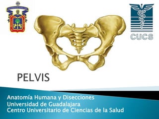 Anatomía Humana y Disecciones
Universidad de Guadalajara
Centro Universitario de Ciencias de la Salud
 